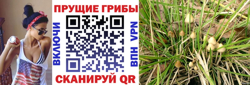 Галлюциногенные грибы MAGIC MUSHROOMS  Купить где  Абаза 