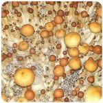 Псилоцибиновые (галлюциногенные)  грибы Psilocybin "Golden Teacher" в Абазе