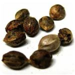 Семена марихуаны АК-47  (Seeds AK-47) в Абазе